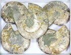 Lot: to Cut Ammonite Pairs (Grade B/C) - Pairs #77331-2